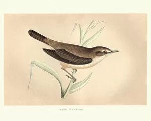 Natural History, Birds, Reed Warbler (Acrocephalus scirpaceus)