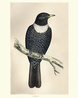 Natural History, Birds, ring ouzel (Turdus torquatus)