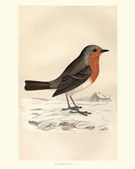 Natural History, Birds, Robin redbreast (Erithacus rubecula)
