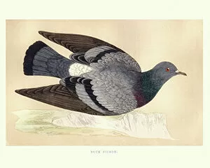 Bird Lithographs Collection: Natural history, Birds, Rock dove (Columba livia)