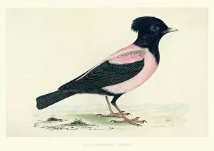 Coat of Arms Engravings 18th Century Collection: Natural History - Birds - Rosy starling