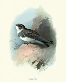 Natural history, birds, sand martin (Riparia riparia)