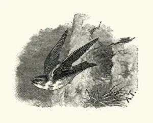 Natural history, birds, sand martin (Riparia riparia)