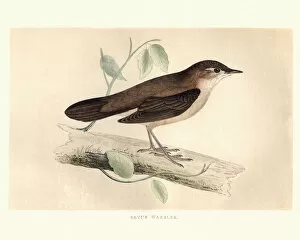 Natural World Collection: Natural History, Birds, Savis warbler (Locustella luscinioides)