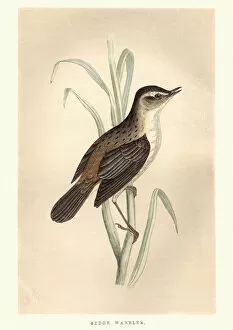 Natural World Collection: Natural History, Birds, Sedge warbler