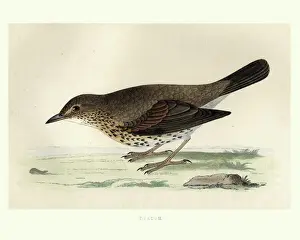 Natural History, Birds, Song thrush (Turdus philomelos)