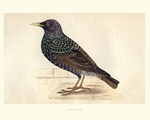 Fine Art Collection: Natural History, Birds, Starling