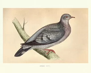 Natural history, Birds, stock dove (Columba oenas)