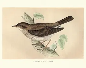 Natural World Prints: Natural History, Birds, Thrush nightingale (Luscinia luscinia)