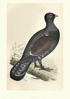 Images Dated 27th June 2018: Natural history, Birds, Western capercaillie (Tetrao urogallus)