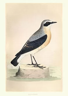 Natural History, Birds, Wheatear