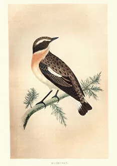 Natural World Collection: Natural History, Birds, whinchat (Saxicola rubetra)