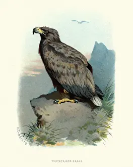 Natural History, Birds, white-tailed eagle (Haliaeetus albicilla)