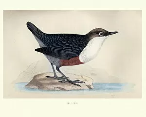 Images Dated 31st October 2017: Natural History, Birds, White-throated dipper