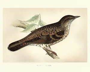 Coat Of Arms Engravings 18th Century Prints: Natural History, Birds, Whites thrush (Zoothera aurea)