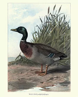 Natural History - Birds - Wild Duck or Mallard