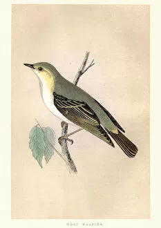 Images Dated 22nd May 2018: Natural history, Birds, Wood warbler (Phylloscopus sibilatrix)