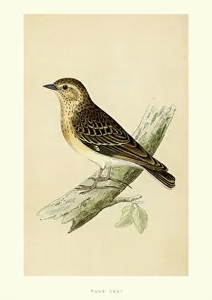 The History of British Birds by Morris Gallery: Natural History - Birds - Woodlark