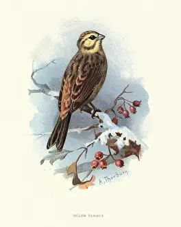 Bunting Prints: Natural History, Birds, yellowhammer (Emberiza citrinella)