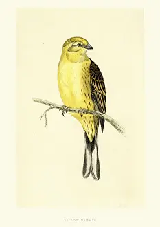 Bunting Prints: Natural History Birds - Yellowhammer (Emberiza citrinella)