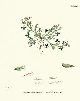 Images Dated 14th November 2017: Natural History - Botany - Birdsfoot Fenugreek, Bird clover