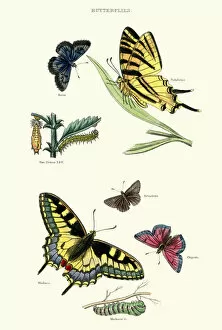 Insect Lithographs Gallery: Natural History - Butterflies