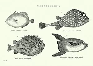 Living Organism Gallery: Natural History - Fish - Plectognathi