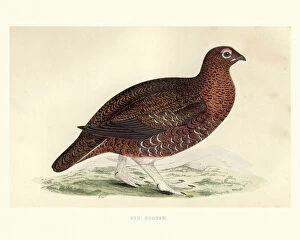 Natural history, red grouse, Lagopus lagopus scotica