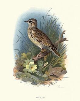 Images Dated 3rd November 2018: Natural history, woodlark or wood lark (Lullula arborea)