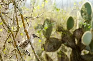 Galapagos Islands Gallery: Natural landscape with birds at Galapagos Island