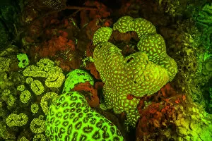 Images Dated 31st October 2017: Natural occurring Red and Green Fluorescence in Stony Corals and Encrusting Corals