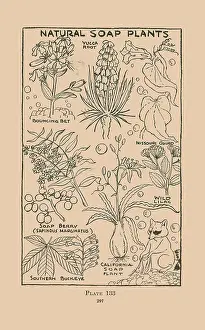 Racoon Prints: Natural Soap Plants