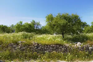 Natural stone wall and almond trees, Datca, Datca Peninsula, Mugla Province, Aegean, Turkey