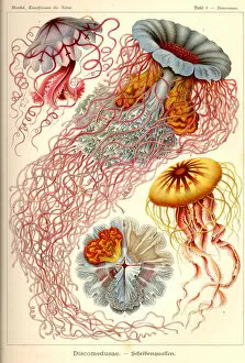 The Magical World of Illustration Gallery: Natural structures - Discomedusae, Scheibenquallen, jellyfish