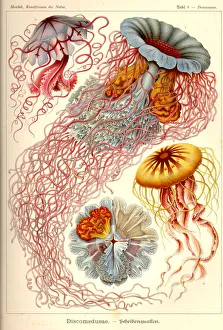 Images Dated 27th October 2018: Natural structures - Discomedusae, Scheibenquallen, jellyfish