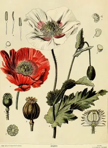 Poppy Prints: Poppy