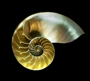 Nautilus shell