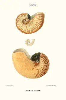 nautilus shell