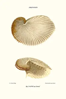 Mollusc Prints: nautilus shell