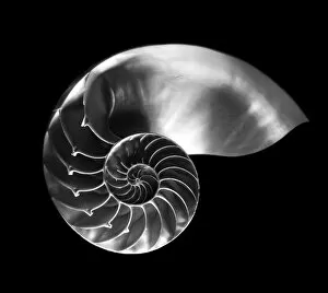 Snail Gallery: Nautilus shell in black and white
