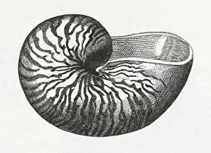 The Magical World of Illustration Gallery: Antique Engravings of Sea Seashells and Fossils Collection