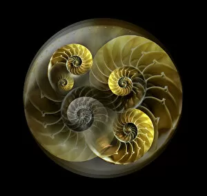 Animal Shell Collection: Nautilus shell pattern