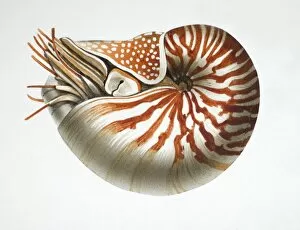 Mollusca Collection: Nautilus, side view