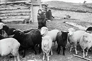 Navajo Woman with Her Sheep