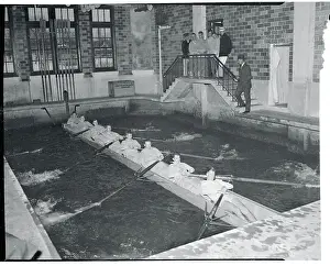 Annapolis Prints: Navy Teammates Sitting in Boat in Swimming Pool