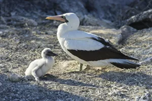 Images Dated 22nd December 2012: Nazca Booby -Sula granti- with a chick, Isla Genovesa, Galapagos Islands