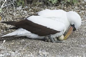 Nazca Booby -Sula granti- with an egg and a chick, Isla Genovesa, Galapagos Islands