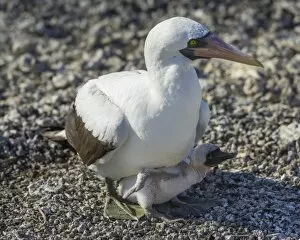 Galapagos Islands Gallery: Nazca Booby -Sula granti- on a nest with a chick, Isla Genovesa, Galapagos Islands