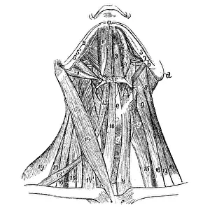 Front neck muscles