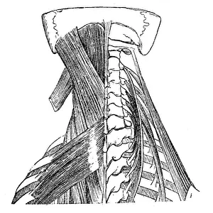 Human Muscle Prints: Neck muscles anatomy